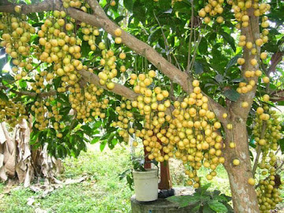 Lizzy restaurant restaurant in Borno