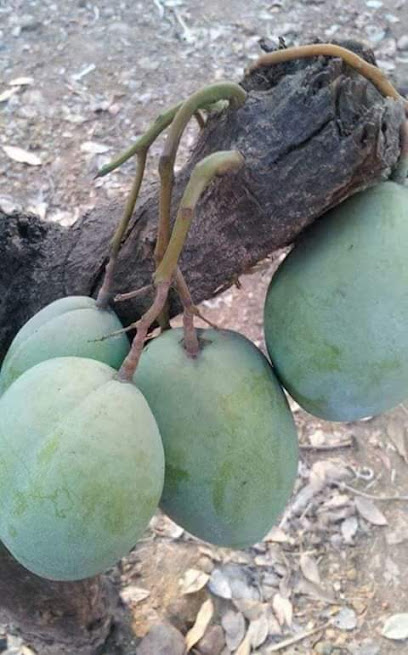 Mama Bello Restaurant