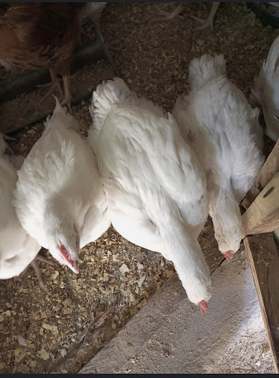 Meat Dish Restaurant restaurant in Borno